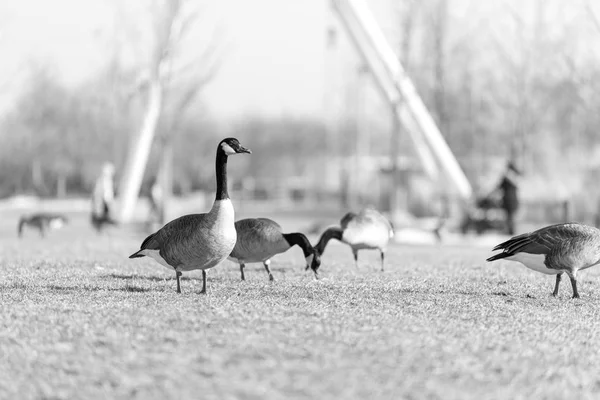 Grandes Gansos Comiendo Hierba Parque Chicago —  Fotos de Stock