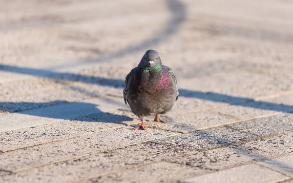 Große Taube Die Auf Einem Gemauerten Bürgersteig Läuft — Stockfoto