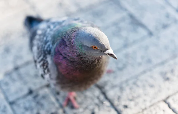 Stor Duva Gående Trottoar Tegel — Stockfoto