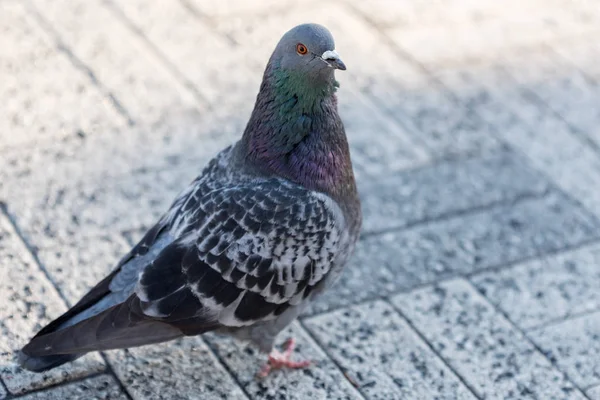 Große Taube Die Auf Einem Gemauerten Bürgersteig Läuft — Stockfoto