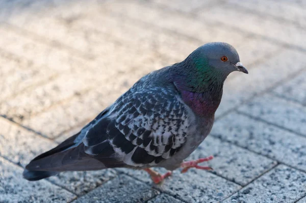 Große Taube Die Auf Einem Gemauerten Bürgersteig Läuft — Stockfoto