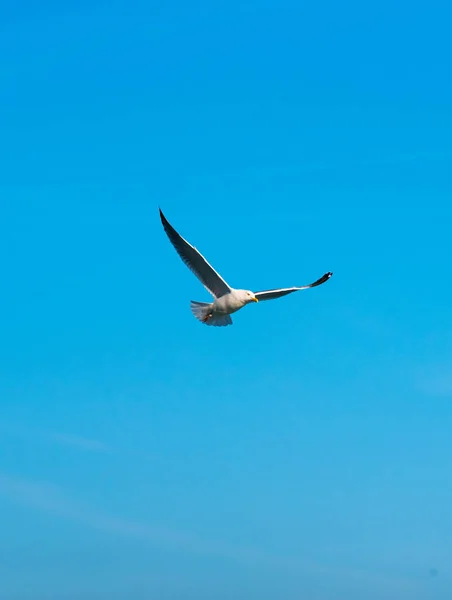 Stor Mås Flyger Den Blå Himlen — Stockfoto