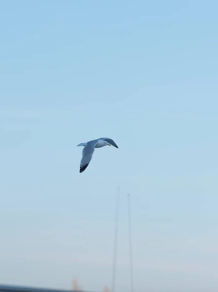 Large Seagull Flies Blue Sky — Stock Photo, Image