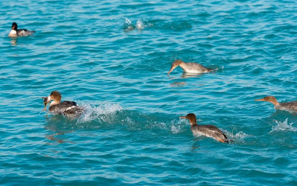 Red Breasted Merganser Hunting Fish Lake — Stock Photo, Image