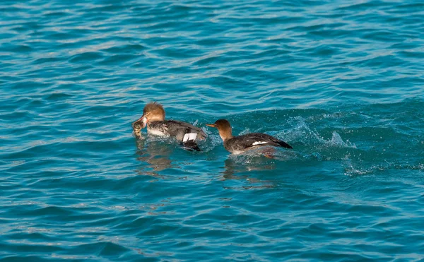 Red Breasted Merganser Hunt Fish Lake — Stok Foto