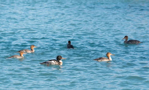 Red Breasted Merganser Hunt Fish Lake — Stok Foto