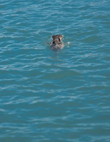 Red Breasted Merganser Hunting Fish Lake — Stock Photo, Image