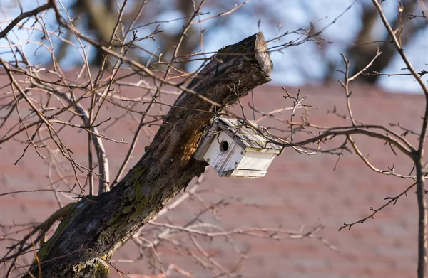小小鸟在树枝上的小屋 — 图库照片