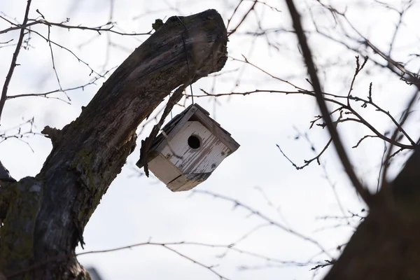 小小鸟在树枝上的小屋 — 图库照片