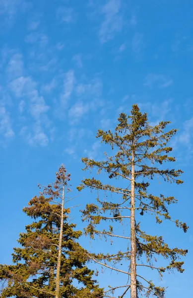 Dos Grandes Pinos Cielo Azul — Foto de Stock