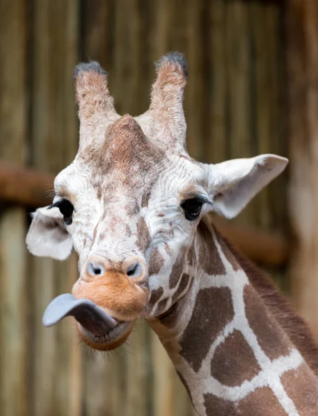 Belle Tête Girafe Adulte Près Zoo — Photo