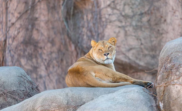 大きな岩の上に美しい大人の雌ライオン — ストック写真