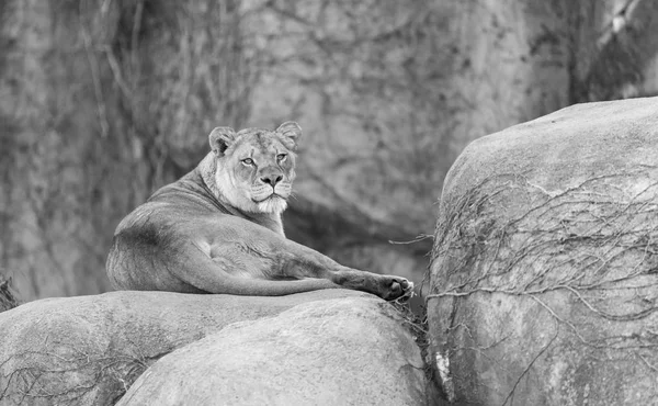 美丽的成年母狮在一块大石头上 — 图库照片