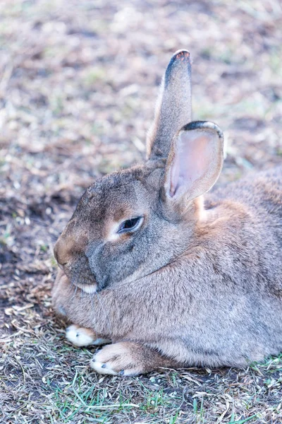 Großes Dickes Kaninchen Sitzt Auf Einem Gras — Stockfoto