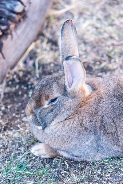 Gros Lapin Gras Assis Sur Une Herbe — Photo