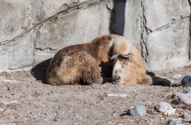 Bir kayanın yanında yerde yatan büyük bir yara.