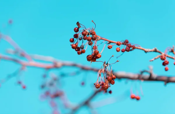 Dry Winter Rowan Tree Branch — Stock Photo, Image