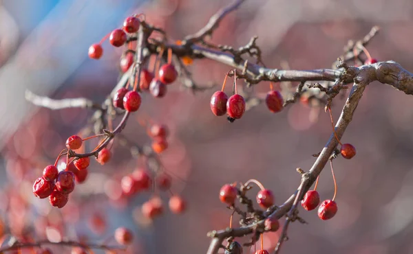 Kuru Kış Horozu Bir Ağaç Dalında — Stok fotoğraf
