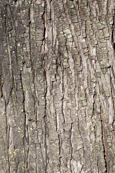Grey Dry Tree Bark Vertical Texture Wallpaper — Stock Photo, Image