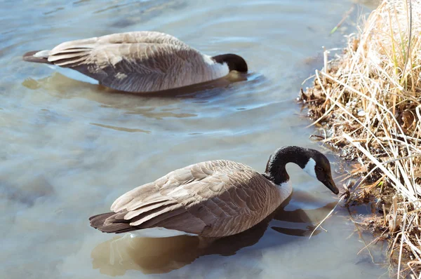 Grande Belle Oie Nageant Dans Lac — Photo