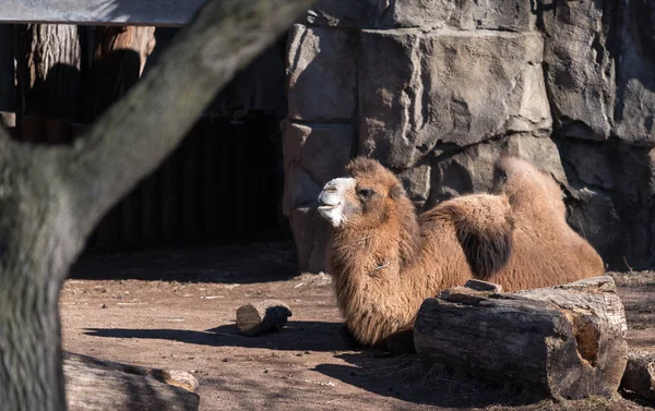 Großes Kamel Liegt Zoo Auf Dem Boden — Stockfoto