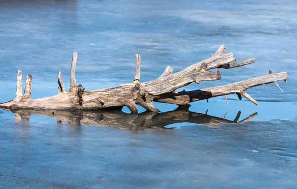Velho Galho Árvore Seca Lago Congelado — Fotografia de Stock