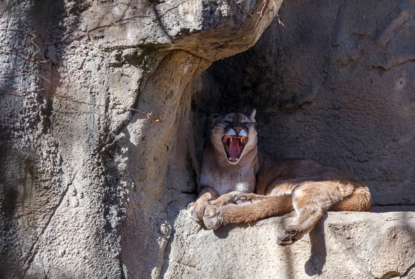 Nagy Felnőtt Puma Feküdt Egy Szikla Alatt Stock Fotó