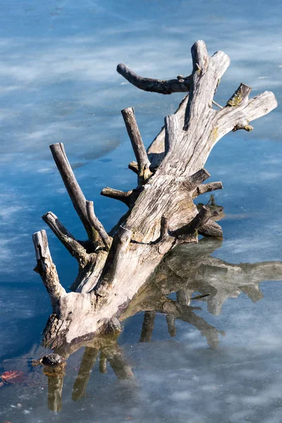 Vecchio Ramo Albero Secco Lago Ghiacciato — Foto Stock