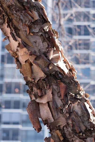 Vieille Écorce Hiver Sèche Sur Arbre Brun — Photo