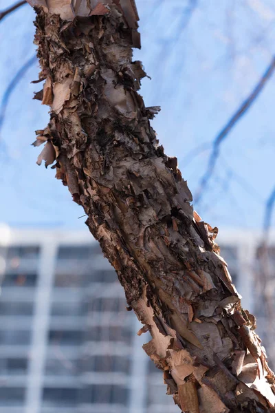 Vieille Écorce Hiver Sèche Sur Arbre Brun — Photo