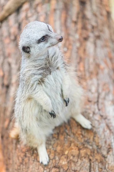 Small Cute Meerkat Sitting Wooden Branch — Stock Photo, Image