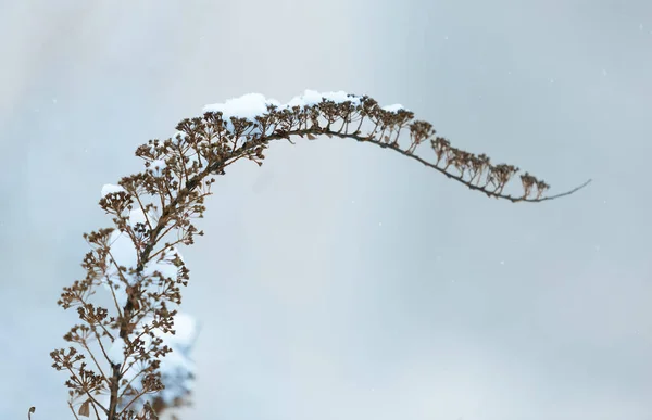Flor Inverno Seca Que Curva Abaixo Uma Neve Pesada — Fotografia de Stock