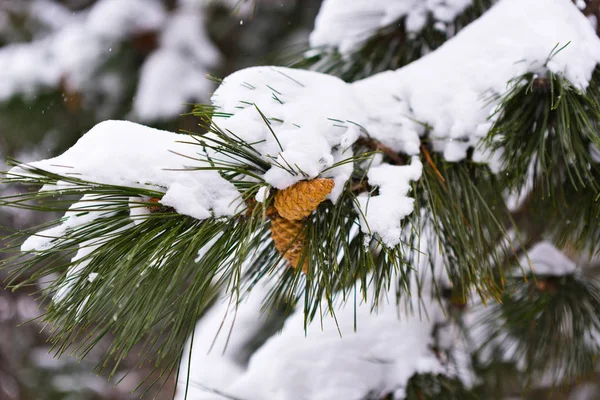 大雪下的青松树 — 图库照片