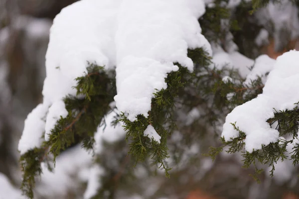Yoğun bir karın altında yeşil çam ağacı