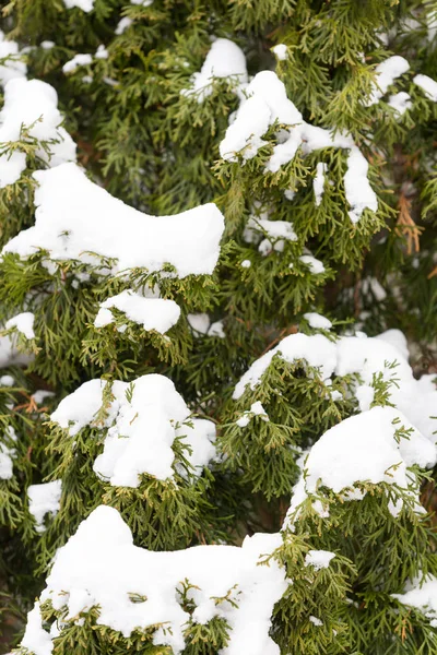 Zelená Borovice Pod Silným Sněhem — Stock fotografie