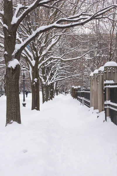 Árboles Una Calle Ciudad Bajo Una Fuerte Nieve — Foto de Stock
