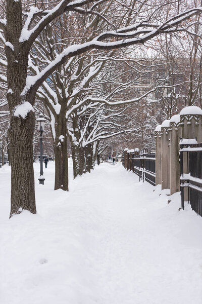 Trees on a city street under a heavy snow