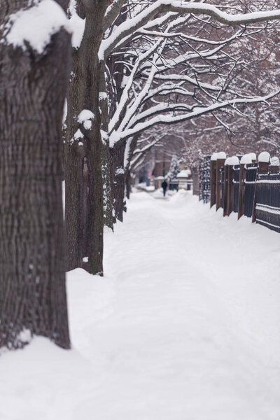 Trees on a city street under a heavy snow