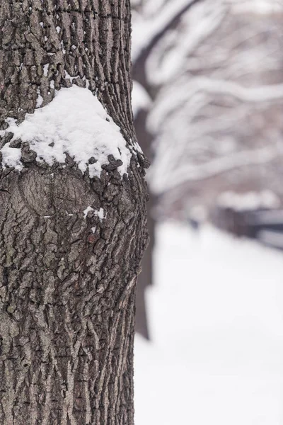 Stromy Městské Ulici Pod Silným Sněhem — Stock fotografie