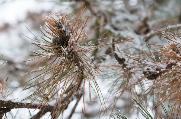 Los Conos Abeto Bajo Nieve Pesada Invierno — Foto de Stock