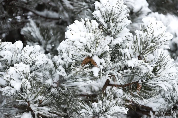 Los Conos Abeto Bajo Nieve Pesada Invierno — Foto de Stock