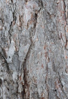 Gri ağaç kabuğu - yüksek karşıtlık dokusu arkaplanı