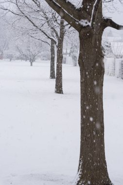Kışın yoğun kar altında ağaç dalları
