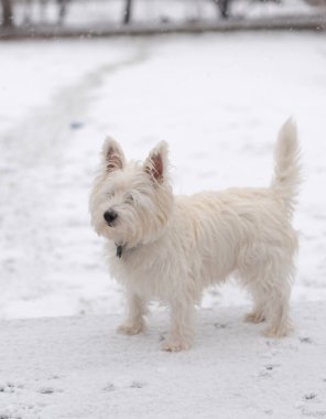 Genç Batı İskoçya beyaz teriyeri karda
