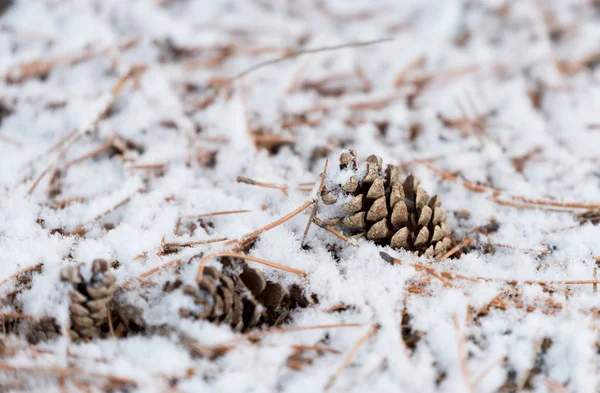 Cones Abeto Abaixo Uma Neve Pesada Inverno — Fotografia de Stock