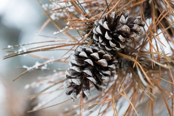 Fir cones under a heavy snow in winter