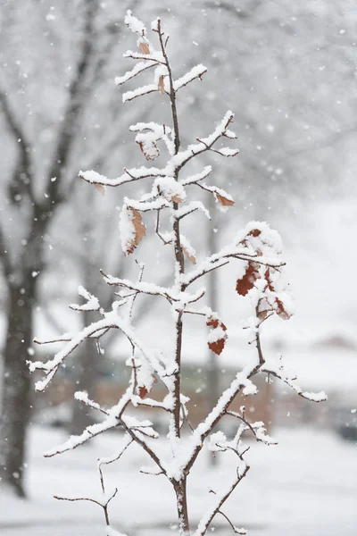 Větve Stromů Pod Silným Sněhem Zimě — Stock fotografie