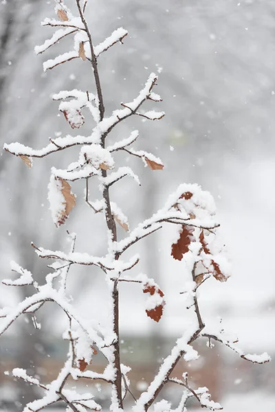 冬天大雪下的树枝 — 图库照片