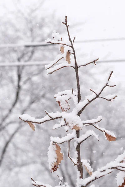 冬天大雪下的树枝 — 图库照片