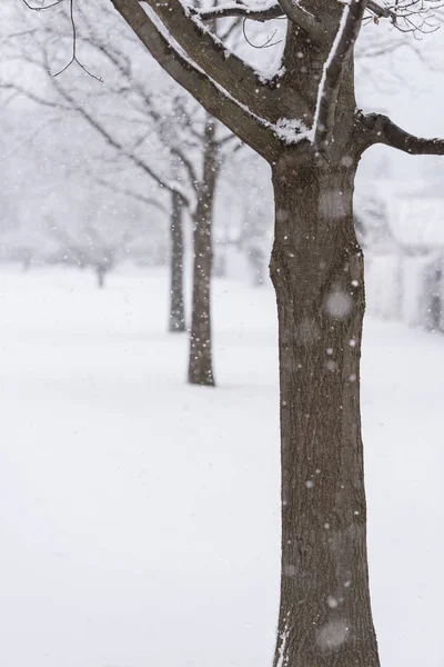 Las Ramas Del Árbol Bajo Nieve Pesada Invierno — Foto de Stock